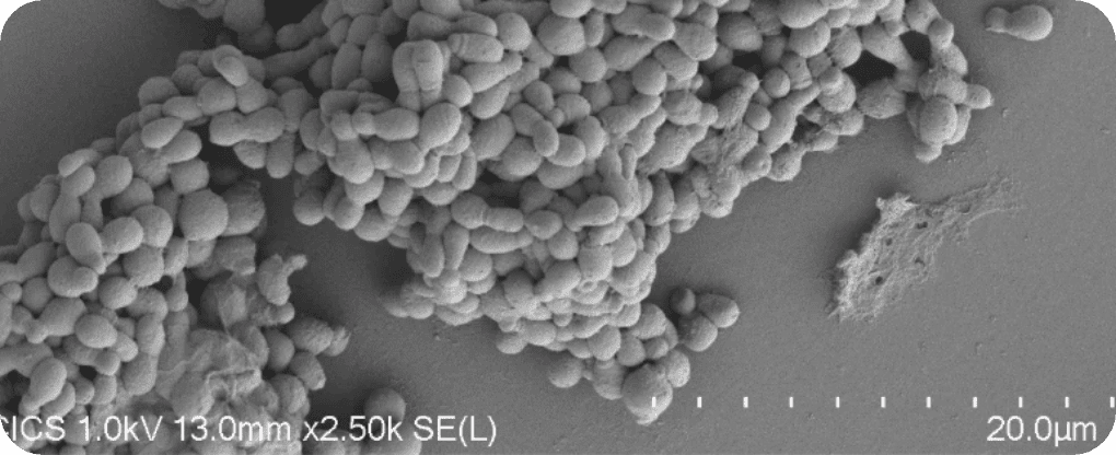 biofilm